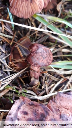 Hygrophorus capreolarius