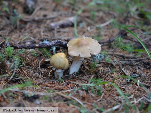 Cortinarius caperatus