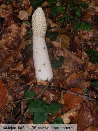 Phallus impudicus