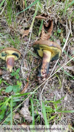 Cyanoboletus pulverulentus