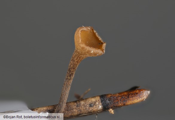 Lanzia luteovirescens