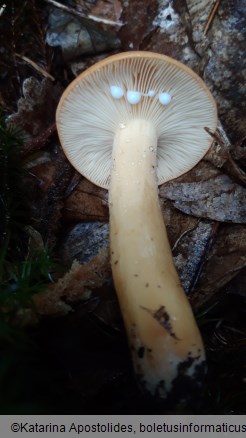 Lactifluus volemus