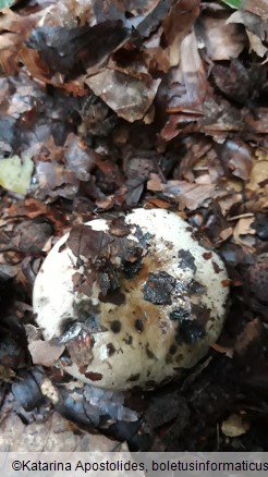 Russula adusta