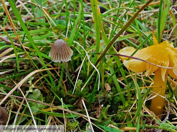 Mycena aetites