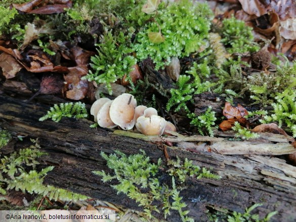 Hypholoma fasciculare