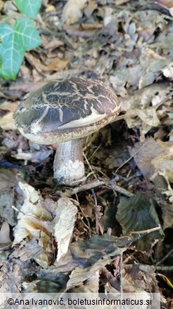 Leccinum scabrum