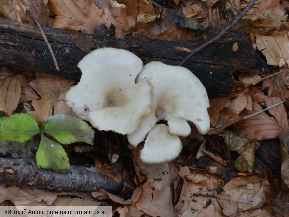 Clitocybe subspadicea