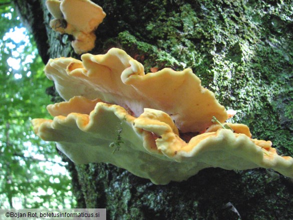 Laetiporus sulphureus