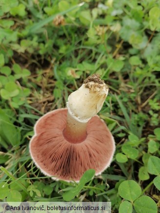 Agaricus campestris