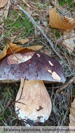 Boletus pinophilus