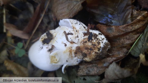 Amanita battarrae