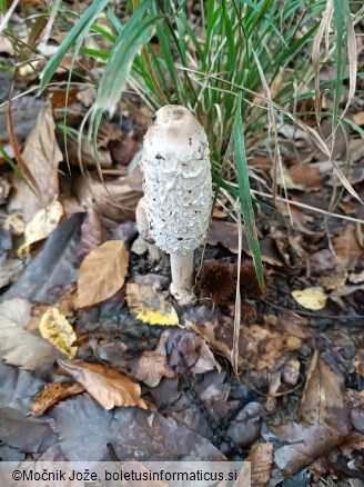 Coprinus comatus