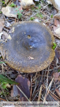 Lactarius turpis