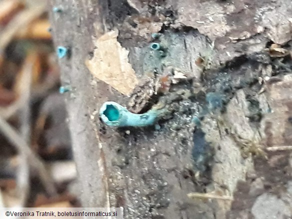 Chlorociboria aeruginascens