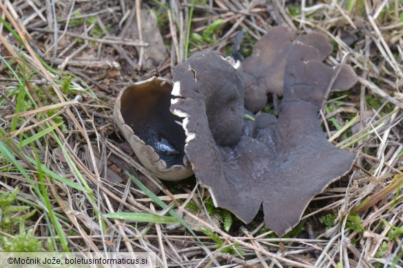 Helvella leucomelaena