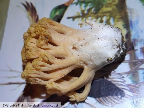 Ramaria formosa