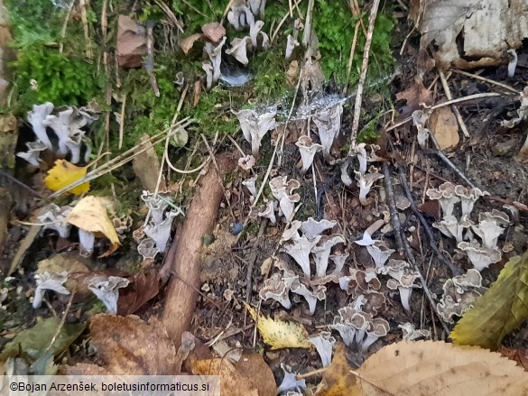 Craterellus undulatus