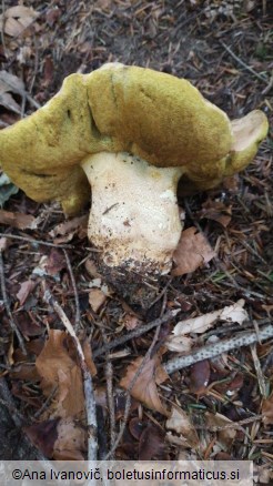 Butyriboletus appendiculatus