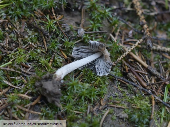 Coprinopsis cinereofloccosa