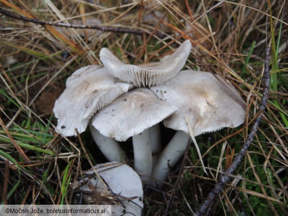 Tricholoma myomyces