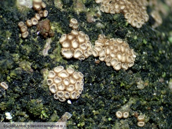 Merismodes fasciculata