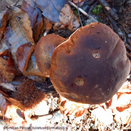 Boletus edulis