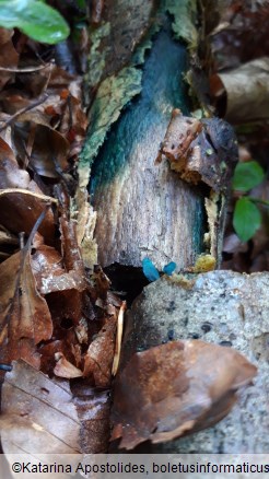 Chlorociboria aeruginascens