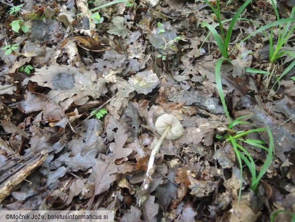 Entoloma conferendum