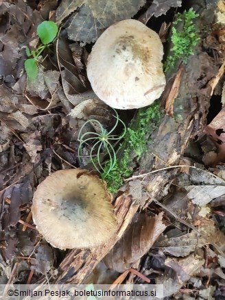 Inocybe corydalina