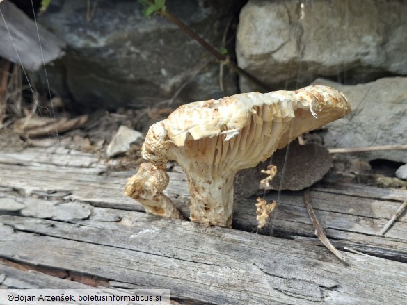 Neolentinus lepideus