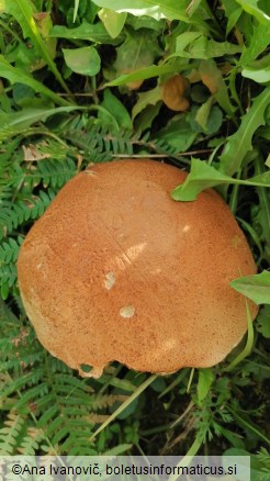 Leccinum versipelle