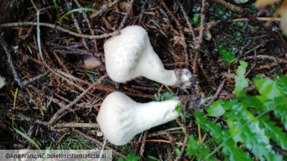 Lycoperdon perlatum