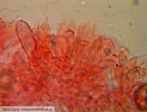 Pluteus variabilicolor