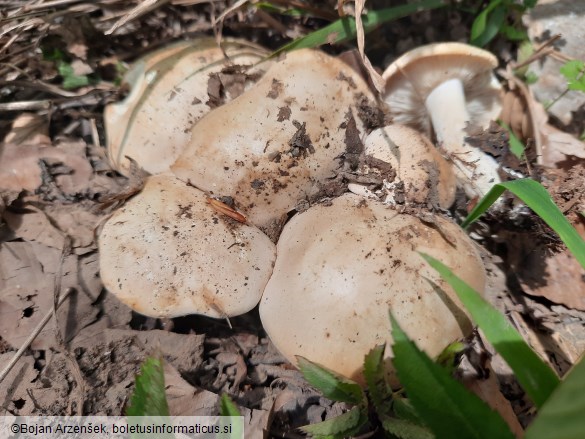 Calocybe gambosa