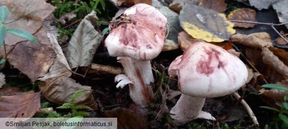 Hygrophorus russula