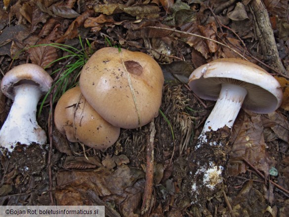 Cortinarius largus