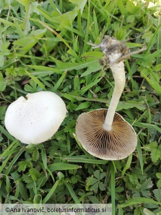 Agrocybe aegerita