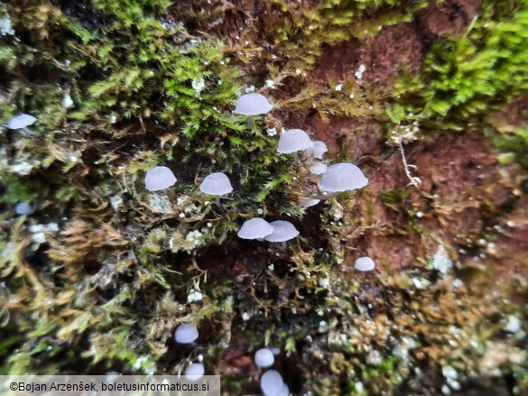 Mycena pseudocorticola