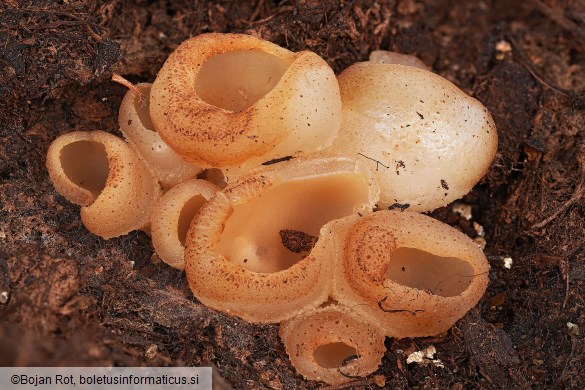 Peziza vesiculosa