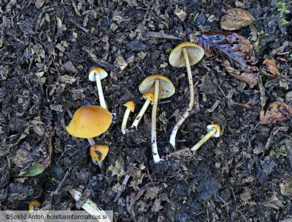 Conocybe aurea