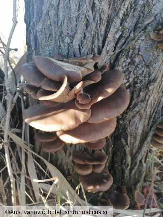 Pleurotus ostreatus