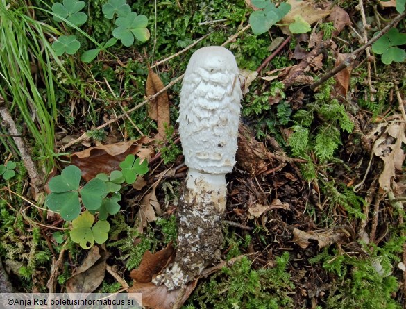 Coprinus comatus