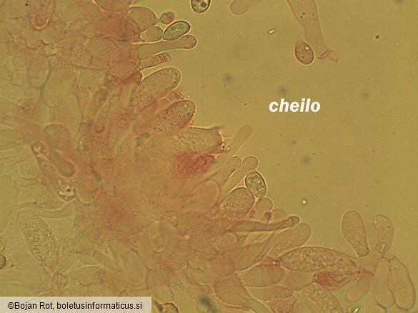 Galerina graminea