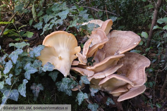 Meripilus giganteus