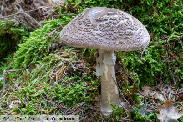 Amanita porphyria