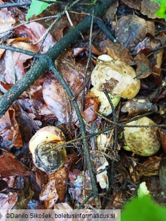 Boletus appendiculatus