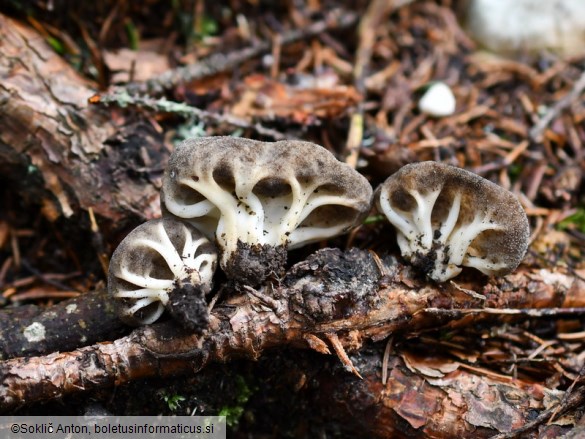 Helvella costifera