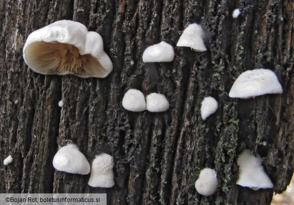 Crepidotus cesatii var. cesatii