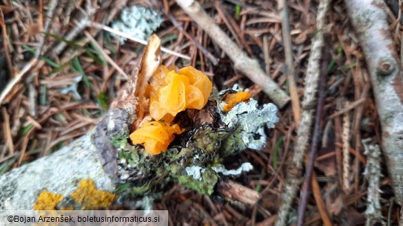 Tremella mesenterica