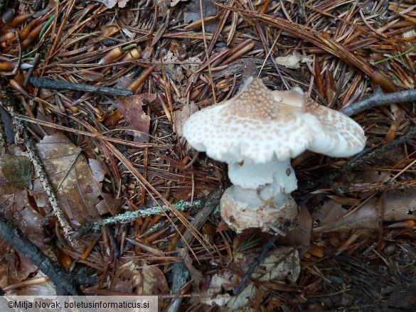 Amanita franchetii